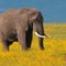 Nature: Elephants