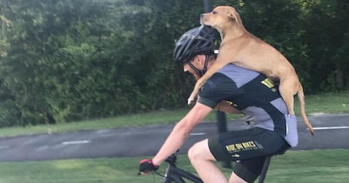 Cyclist carries injured stray dog on his back, finds pup a forever home -  CBS News