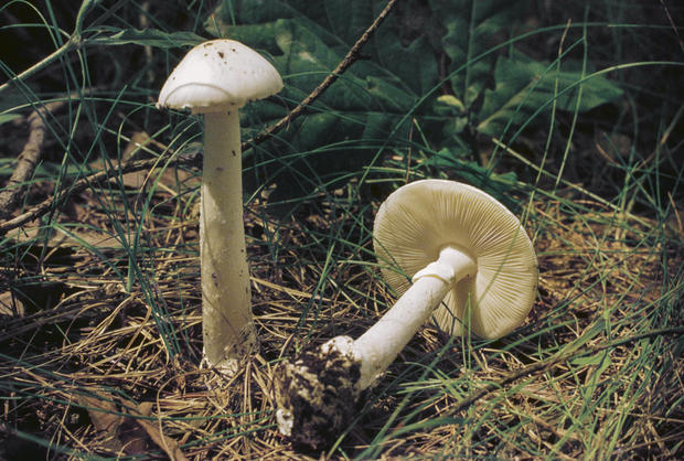 Fool's mushroom or Destroying angel, Amanitaceae 
