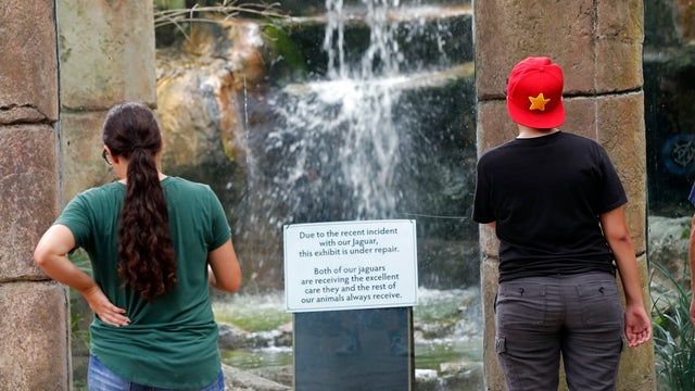 CORRECTION Jaguar Escapes Zoo 