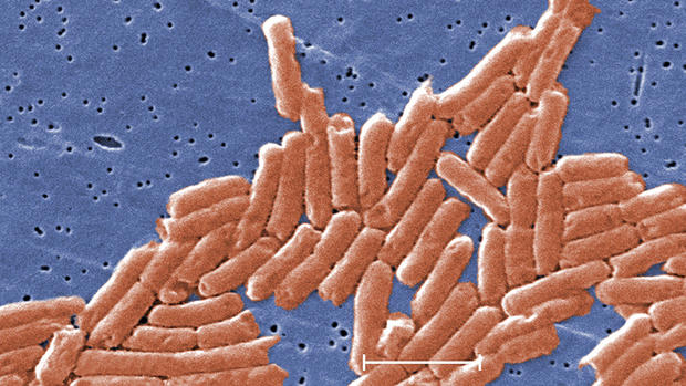 Salmonella Bacteria 