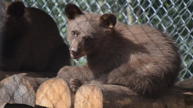 bear recovering 416 fire 