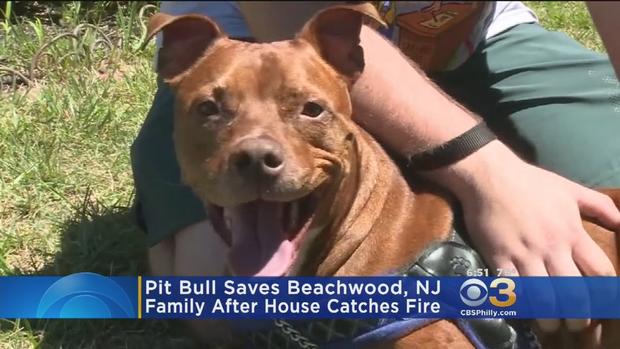 Pit Bull Saves Ocean County Family From Fire 