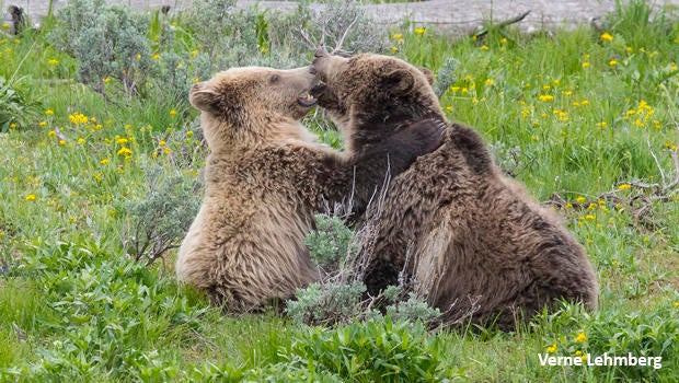 grizzly-bears-raspberry-and-snow-playing-verne-lehmberg-620.jpg 