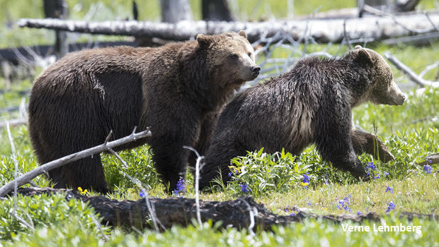 grizzly-bears-raspberry-and-mate-verne-lehmberg-620.jpg 