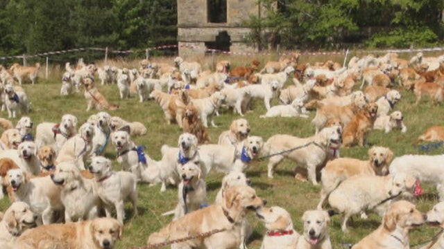 golden-retrievers-in-scotland-promo.jpg 