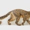 Wild cats