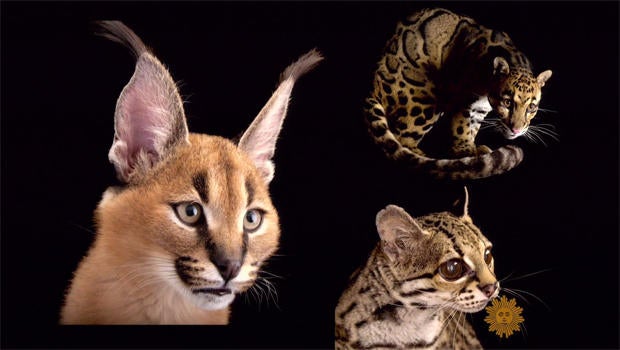 joel-sartore-wild-cats.jpg 