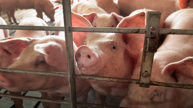 cbsn-fusion-meat-piling-up-across-the-u-s-as-production-grows-and-exports-slow-thumbnail-1618562-640x360.jpg 