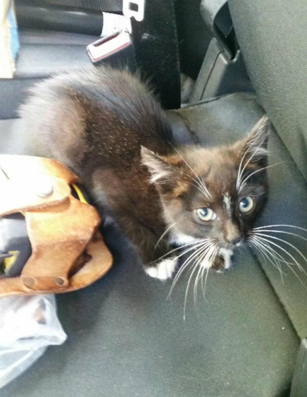 Kitten rescued on Hwy 101 