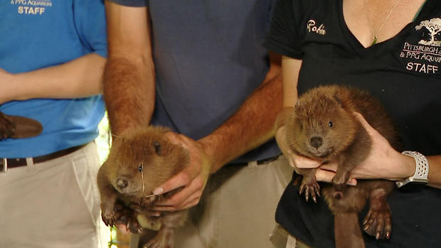 pittsburgh zoo beaver kits 