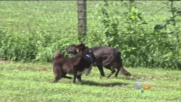 Chester County Animal Rescue, PSPCA Team Up To Offer Animals Therapeutic Program In Countryside 