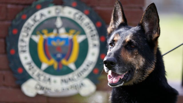 Colombia Threatened Drug Dog 