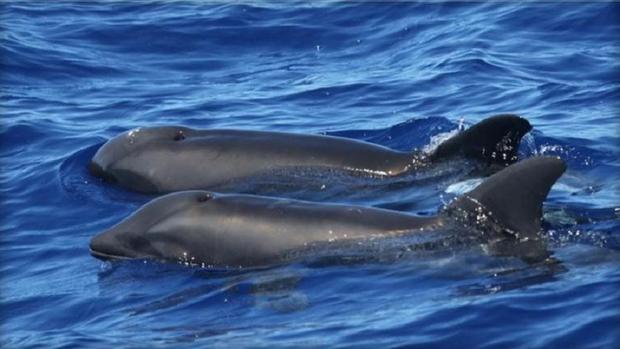 hybird-whale-dolphin 