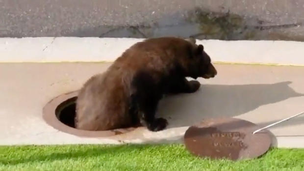 Bear trapped in storm drain 