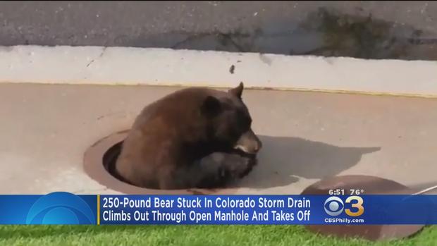 Bear Stuck In Storm Drain Runs Off After Manhole Cover Is Lifted 