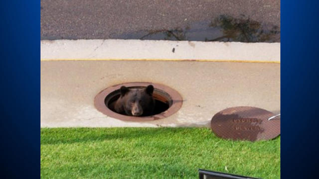 bear-manhole-cover.jpg 
