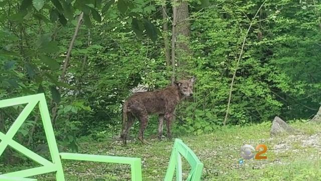 new-rochelle-coyote-spotted.jpg 