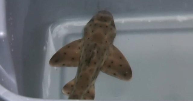 Stolen shark returned to San Antonio Aquarium CBS News