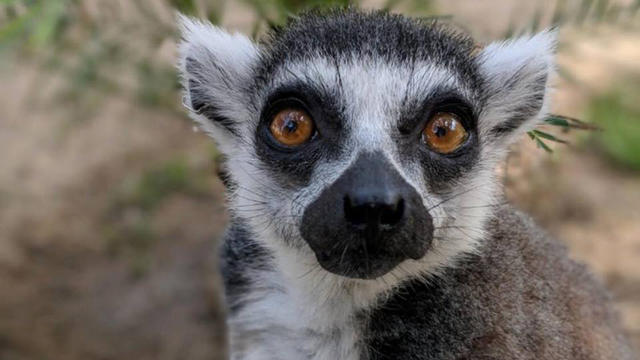 stolen-lemur.jpg 