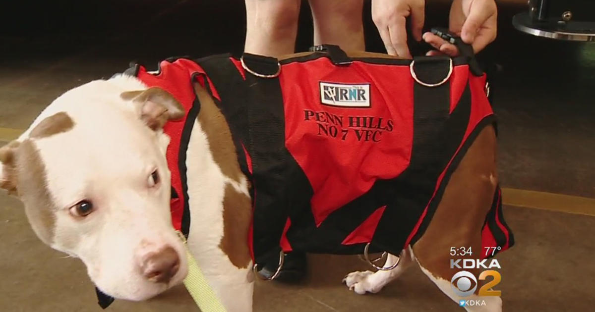 Everyone Has A Soft Spot For Animals': 2 Dog Rescue Harnesses Donated To  Penn Hills Fire Dept. - CBS Pittsburgh