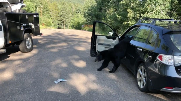 Bear escapes car 