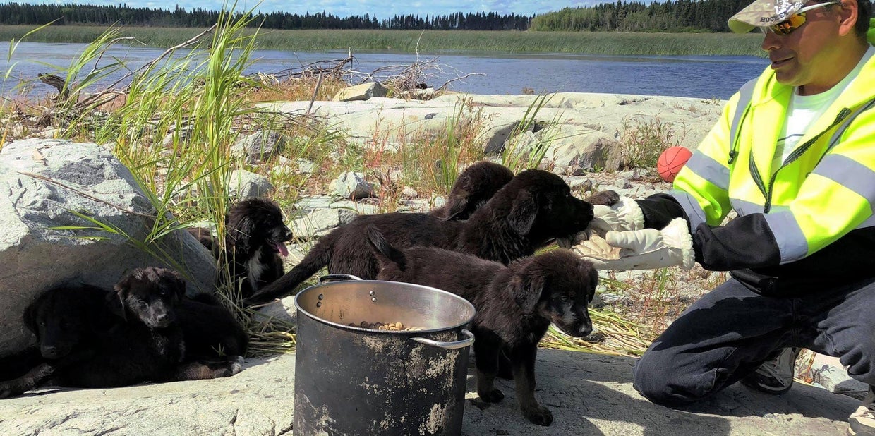 Seven puppies found on remote island rescued, named after "Gilligan's