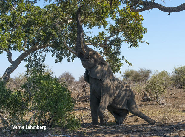 elephant-on-knee-reaching-up-for-leaves-verne-lehmberg-620.jpg 