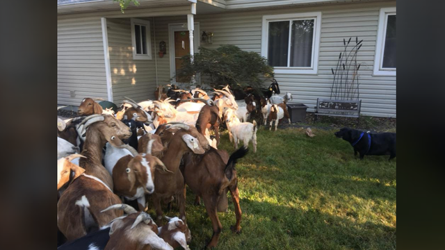 boise-goats-2018-08-03.png 