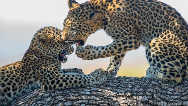 leopard-cubs-play-2-promo.jpg 