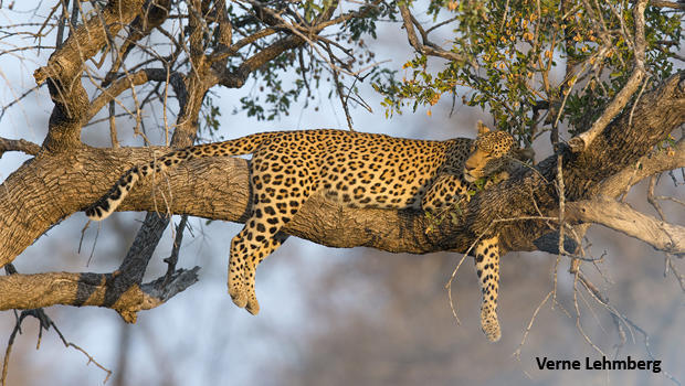 leopard-sleeping-in-tree-verne-lehmberg-620.jpg 