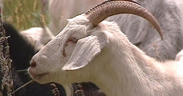 From 1999: Goats as lawn mowers