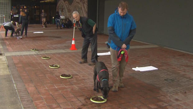 On the hunt with trufflesniffing dogs CBS News