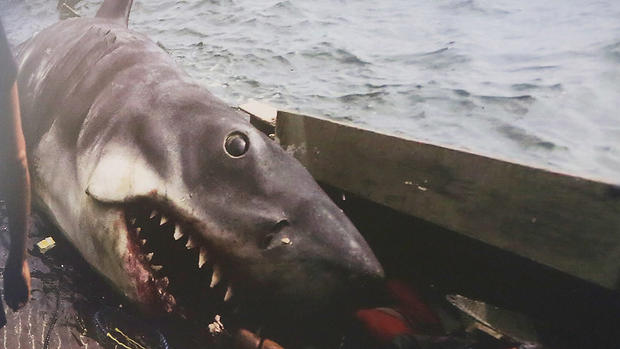 Jaws Movie Shark 