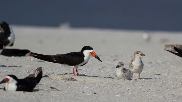 Beach Volleyball Birds Killed 