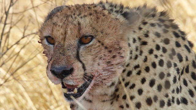 cheetah-with-blood-kruger-national-park-judy-lehmberg-promo.jpg 
