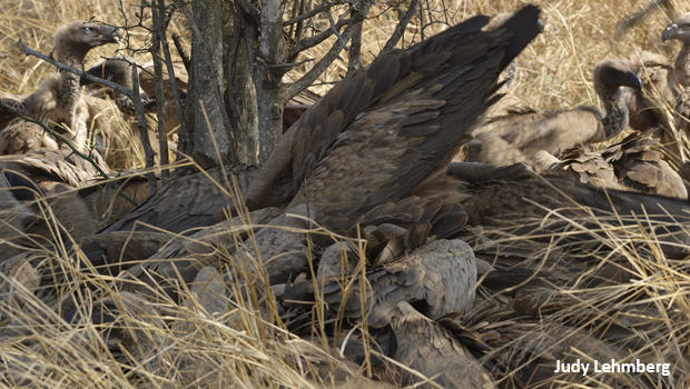 vulture-wingspan-kruger-national-park-judy-lehmberg-620.jpg 
