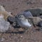 Nature: Birds in Nova Scotia
