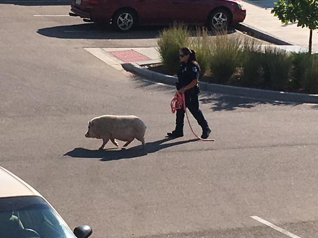 pig loose in loveland apartments stephen sarvis 