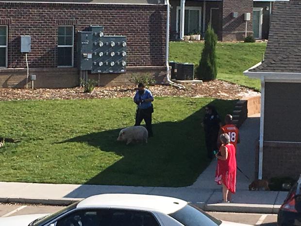 pig loose in loveland apartments 3 stephen sarvis 