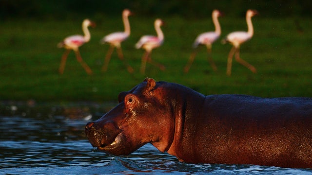 A hippo is pictured near lesser flamingo 