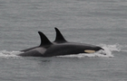 180812-whale-research-j35-orca-pod.png 