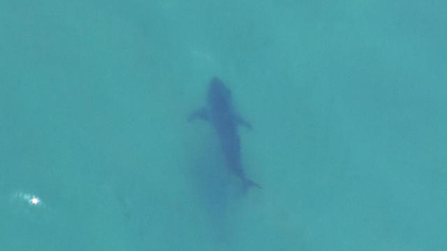 shark5.jpg 