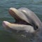 Are animals smarter than we are?
