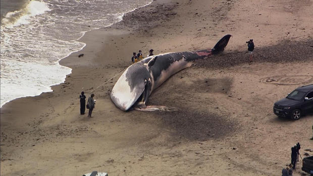 duxbury whale dead 