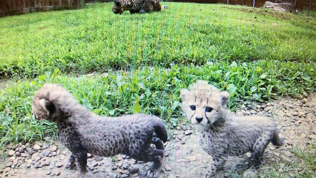 the wilds cheetah cubs 
