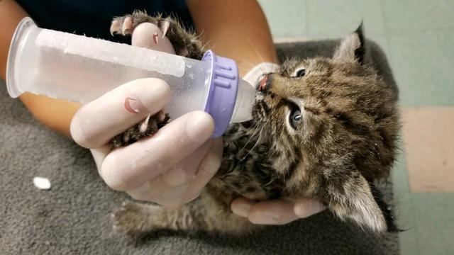 rescued-bobcat-wildcare.jpg 