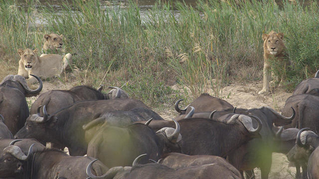 judy-lehmberg-sabie-river-lions-and-buffalo-who-is-attacking-whom-promo.jpg 