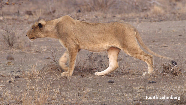 young-lion-stalking-impala-judith-lehmberg-620.jpg 