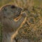 Prairie preservation: How to protect America's grasslands